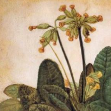 Load image into Gallery viewer, Botanical Art School: Leaves of Time