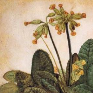 Botanical Art School: Leaves of Time